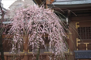 湯島天神9