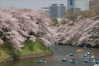 桜2013