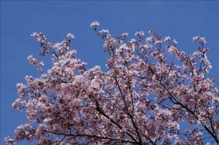 桜2014