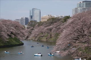 桜2014