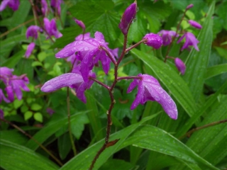 雨の鎌倉・花1