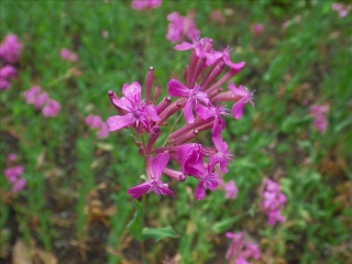 雨の鎌倉・花2