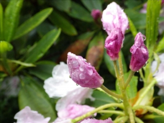 雨の鎌倉・花4